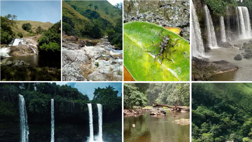 Guineo-Congolian freshwater biodiversity