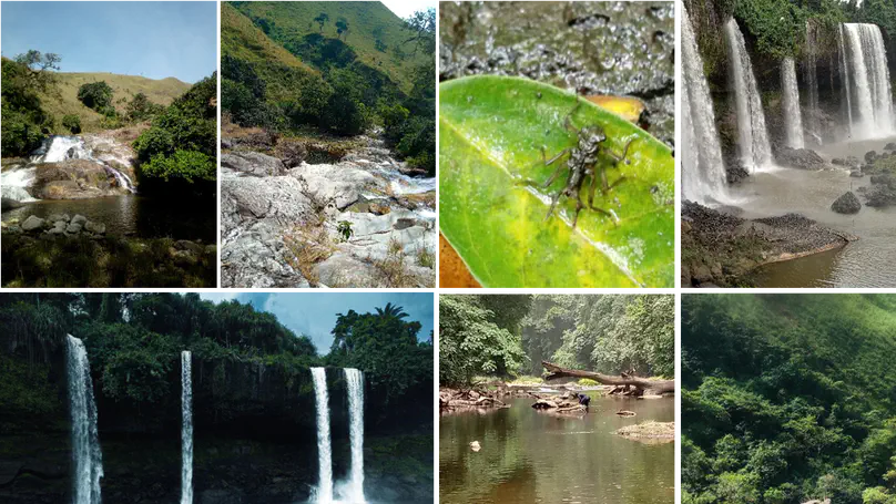 West Africa biodiversity